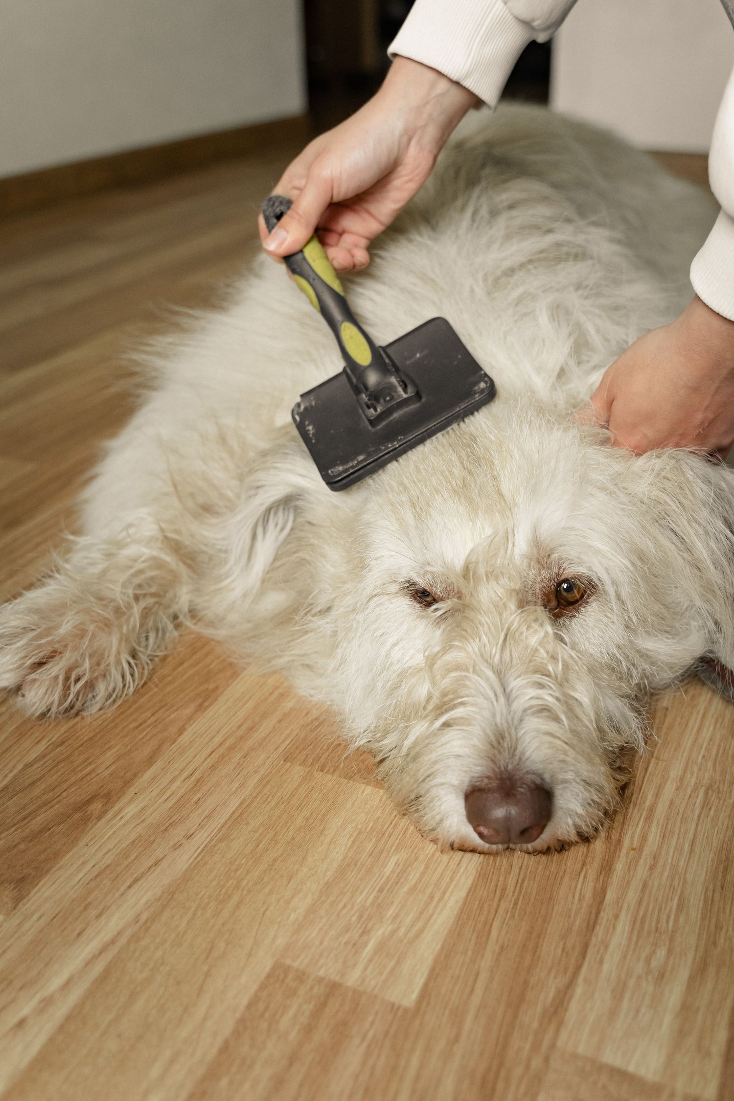 Grooming & Care