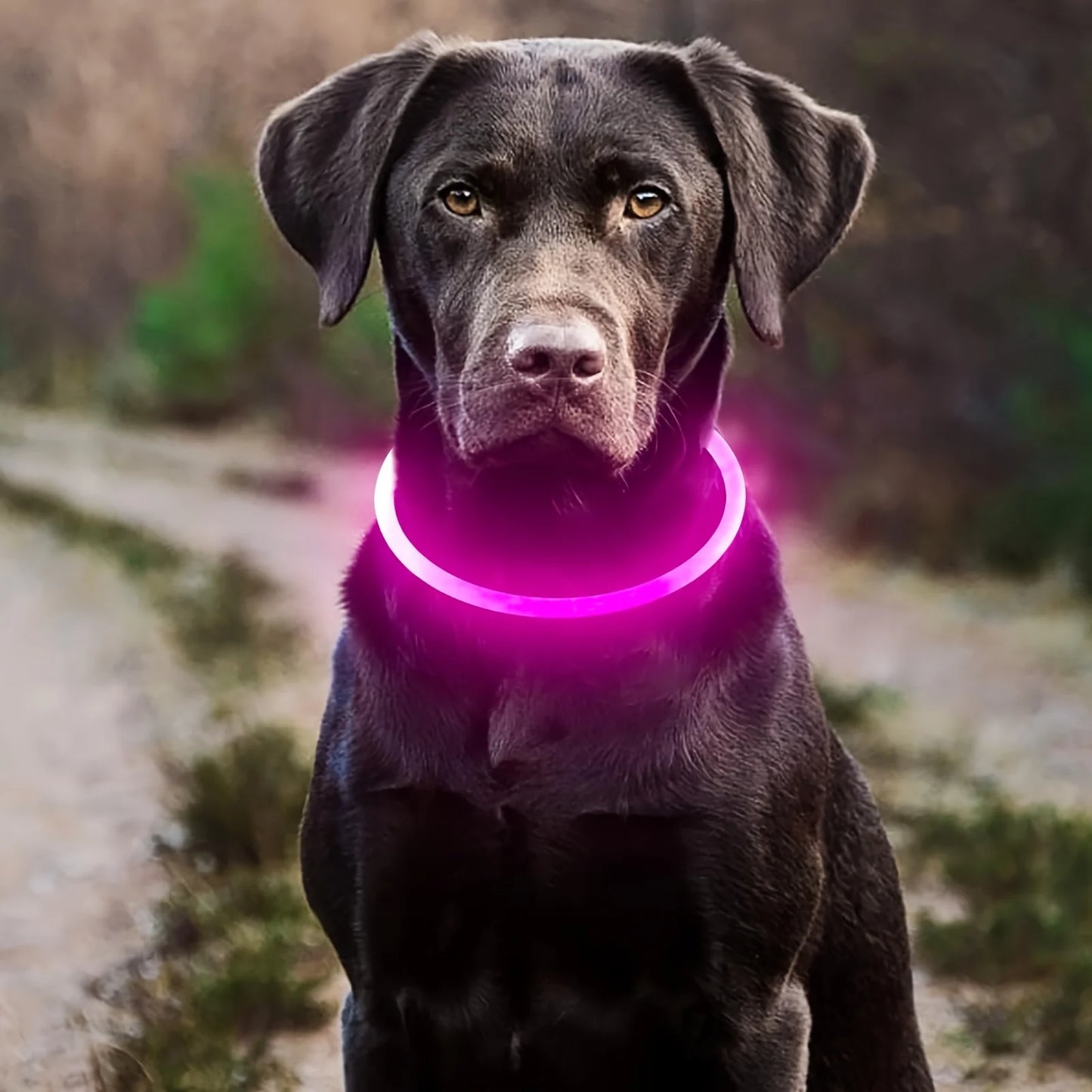 Glow-in-the-Dark LED Dog Collar 💡 | USB Rechargeable & Anti-Lost