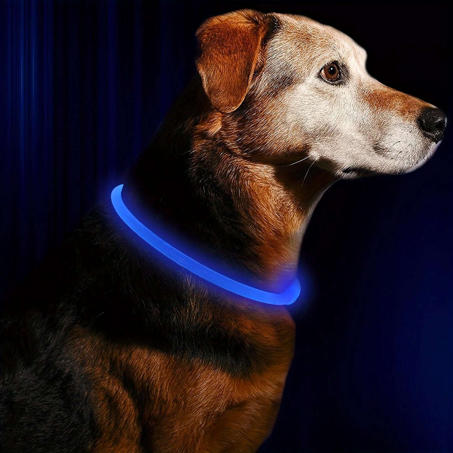 Glow-in-the-Dark LED Dog Collar 💡 | USB Rechargeable & Anti-Lost
