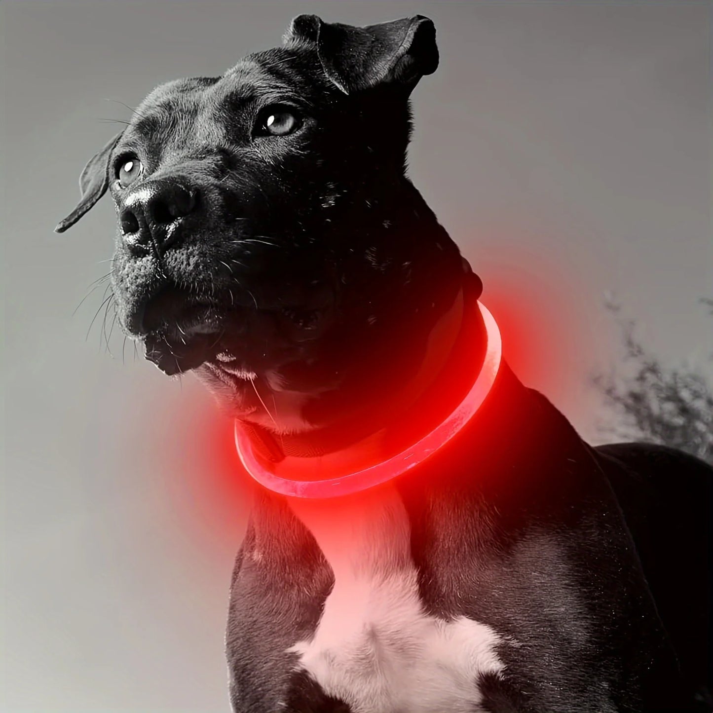 Glow-in-the-Dark LED Dog Collar 💡 | USB Rechargeable & Anti-Lost